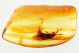 Detailed Fossil Caddisfly (Trichoptera) In Baltic Amber #372567-1